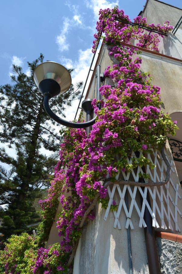 Bouganvillea *