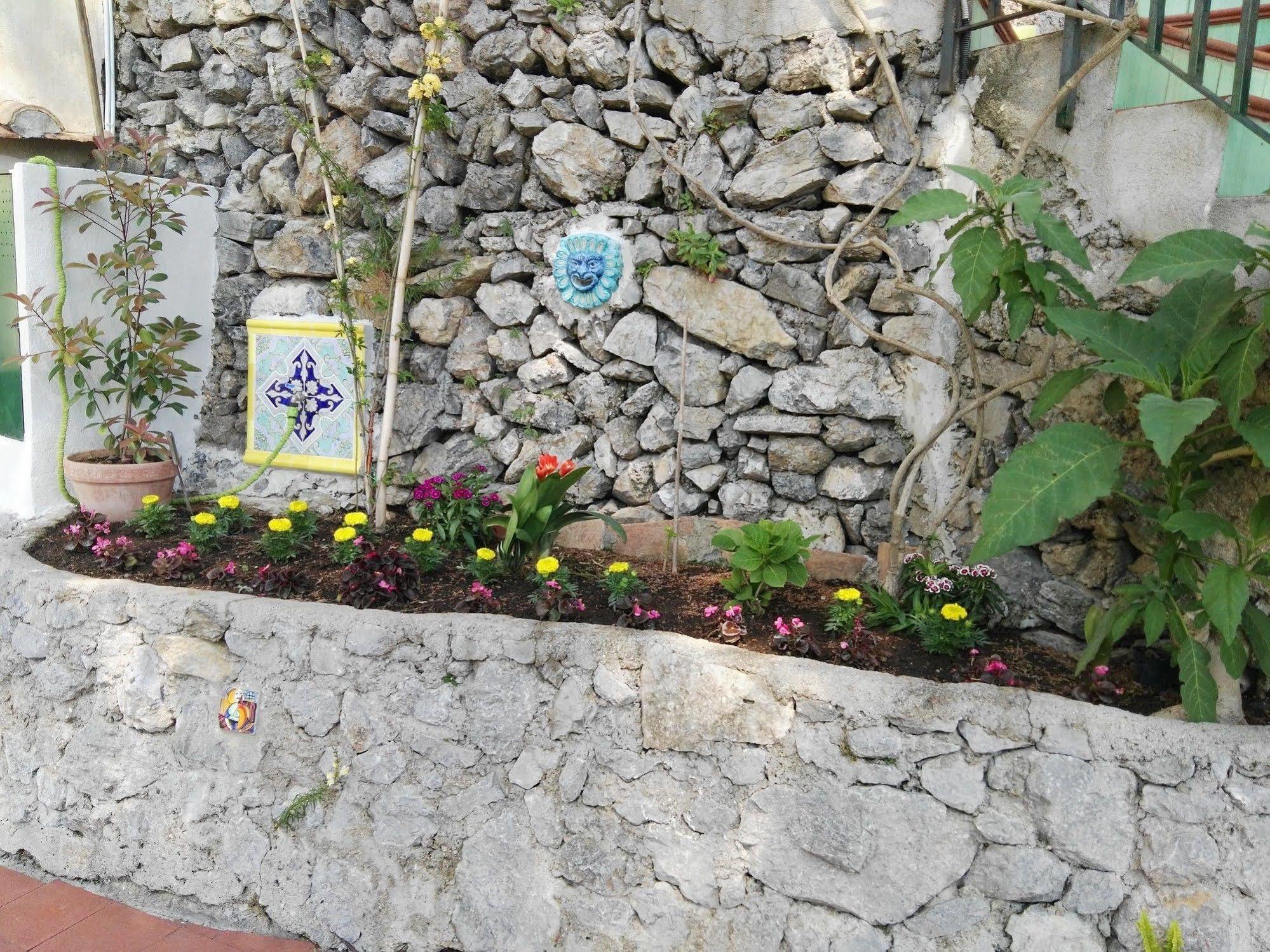 Bouganvillea Cetara